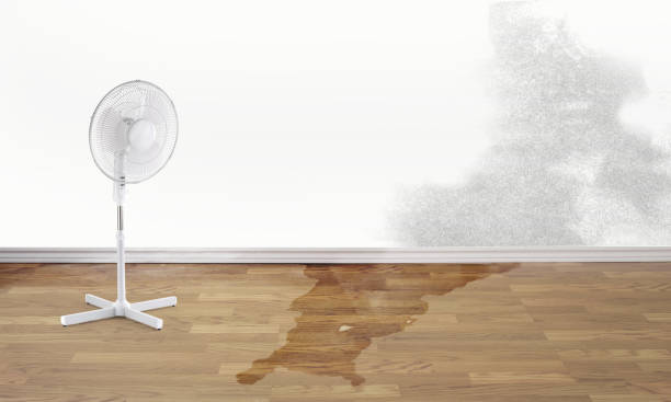 Best 24/7 water damage repair  in Jackson, MI