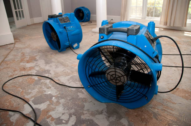 Best Carpet water damage restoration  in Jackson, MI